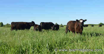 As feed costs remain high, look to your pastures for lower-cost gains