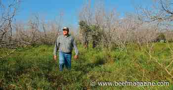 Brush strategy benefits land, cattle, wildlife