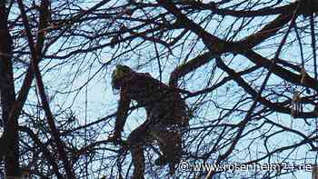 Wasserburger Serpentinen wegen Baumfällung gesperrt: Autofahrer weichen verbotenerweise aus