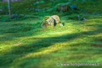 Giartistico: la fusione tra giardino ed arte a Gallarate - Sempione News