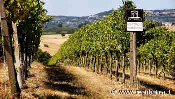 Antonelli San Marco e quella lunga storia d'amore con Montefalco - La Repubblica