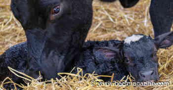 3 tips for calving season