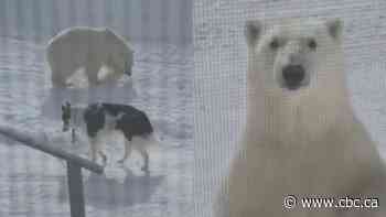 When Nanuk met nanuq: Dog and polar bear come nose to nose in Black Tickle