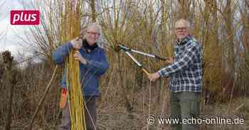 Trebur: Reiche Ernte am Rande des Schwarzbachs - Echo Online