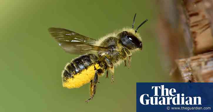 UK overrules scientific advice by lifting ban on bee-harming pesticide