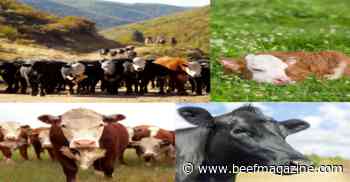 5 Beef trending headlines in the world
