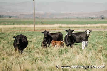 Vytelle expands network of bovine in vitro fertilization labs