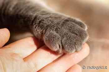 Senza denti e con ferite alla schiena: gattino salvato ad Acqui Terme - Radio Gold