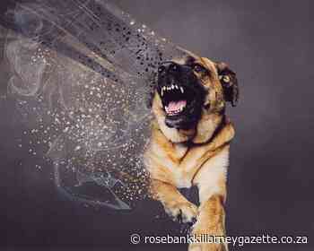 Dog owners to take responsibility - Rosebank Killarney Gazette