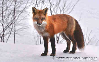 A restorative force for the pandemic-weary - Westmount Magazine