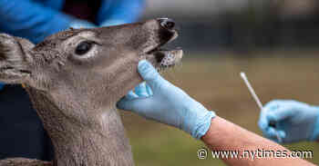 The coronavirus may be evolving in deer, two studies suggest. - The New York Times