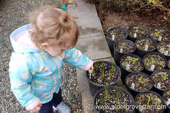 LANGLEY'S GREEN THUMB: Cold snap doesn't deter – Aldergrove Star - Aldergrove Star