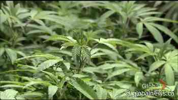 Saskatchewan cannabis prices plummet - Global News