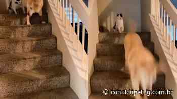 Foi de propósito? Gato viraliza por 'empurrar' cachorro idoso escada abaixo - Internet Group