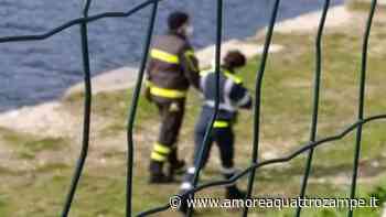 Gabbianella ferita ad un'ala avvistata dai passanti: intervengono i vigili - www.amoreaquattrozampe.it