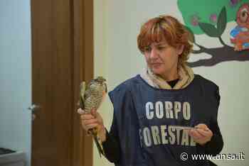 Forestali salvano sparviero con l'ala spezzata - Agenzia ANSA