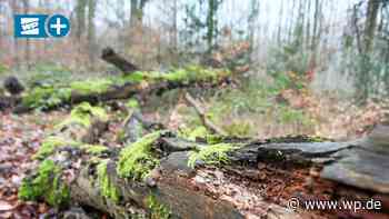 Ausflügler kassiert Anzeige nach Waldspaziergang in Herdecke - WP News