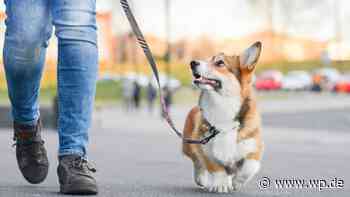 Netphen: Spaziergänger schlägt mit Hundeleine zu - WP News