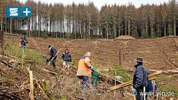 Netphen: Am Schützenhaus ersetzen Mammutbäume die Fichten - WP News