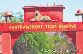 Over a dozen Ranthambhore tigers missing, forest officials have no answer - The New Indian Express