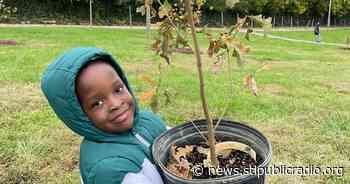 Forest ReLeaf is bringing back St. Louis' tree canopy — and helping new neighborhoods - St. Louis Public Radio