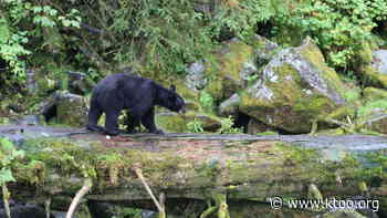 The Forest Service is working to increase access to an underused Southeast bear-viewing site - KTOO