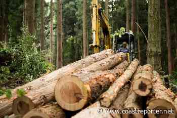 How the SCRD is looking to save Reed Road Forest - Coast Reporter