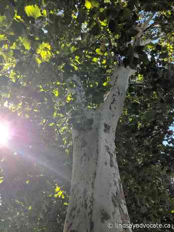 Lindsay sycamore trees awarded heritage designation by Forest Ontario — Lindsay Advocate - Lindsay Advocate