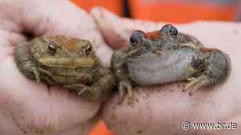 "Krötenretter": Helfer in Nürnberg und Ansbach gesucht - br.de