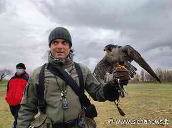 Successo per l’VIII campionato italiano cani da falconeria di Enalcaccia - Siena News