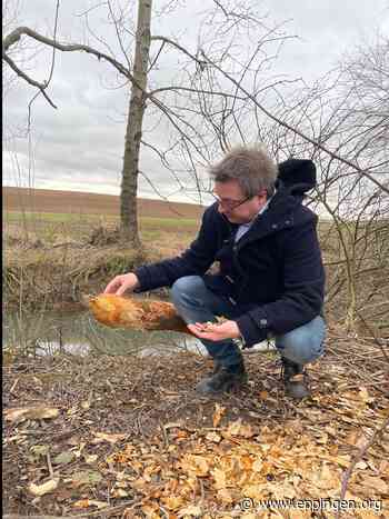 Der älteste Landschaftsarchitekt kehrt zurück - Eppingen.org