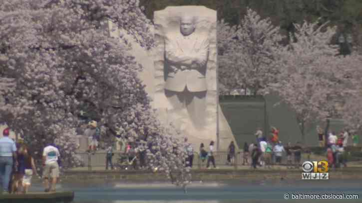 Post-Pandemic Pushback: Washington’s Cherry Blossom Festival Returns