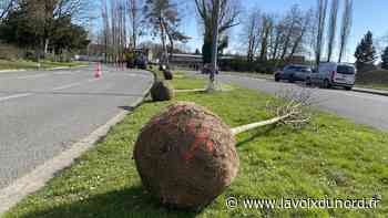 Arras : vingt-huit arbres en cours de plantation boulevard De-Gaulle - La Voix du Nord