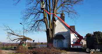 Naturdenkmal im Rhein-Sieg-Kreis: Sommerlinde in Lohmar fällt Stürmen zum Opfer - General-Anzeiger Bonn