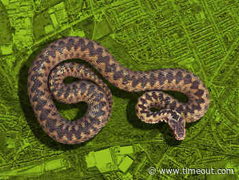Venomous adders have been spotted in Hounslow - Time Out London