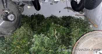 Suspect arrested after police raid cannabis factory in Hounslow - My London