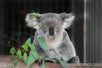 Why not hire part-time developers?