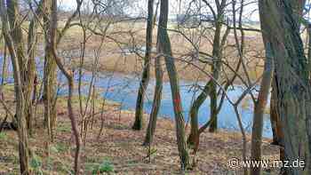 Kreis Wittenberg: Wanderschaft der Kröten steht bevor - Mitteldeutsche Zeitung