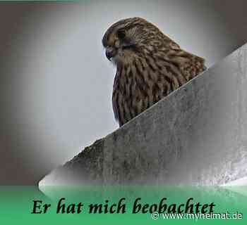 Er hat mich beobachtet bei der Vorbeifahrt ! - Lutherstadt Wittenberg - myheimat.de