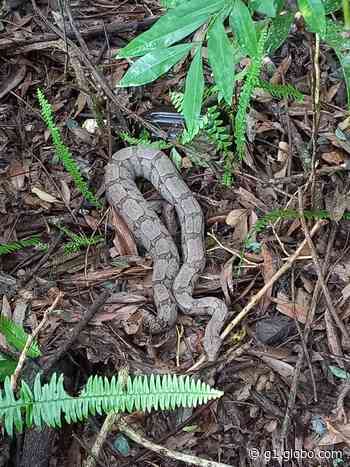Defesa Civil captura jiboia em residência de Capivari - Globo.com