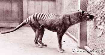 Scientists' Ambitious New Plan to Resurrect the Extinct Tasmanian Tiger     - CNET