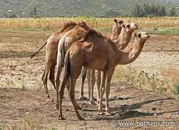 Pearce's Potshots #67: Camels Make an Ass of a Man - Patheos