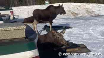 3 moose loaded up and moved away from St. Albert school - CTV News Edmonton