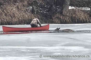 VIDEO: West Kootenay man saves deer from freezing river – Creston Valley Advance - Creston Valley Advance