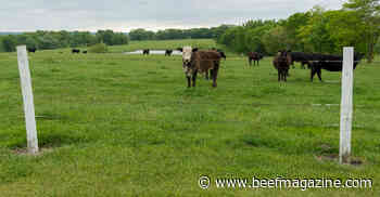 Watch out for cattle with swagger