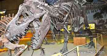 Tyrannosaurus rex May Have Been More Than Once Species, Study Suggests     - CNET