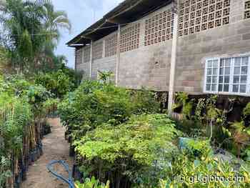 Araruama, RJ, terá distribuição de mudas de plantas para a população neste sábado - Globo.com