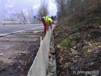 Al via la campagna salvataggio rospi 2022 sulla Lecco-Bellagio - Prima Lecco