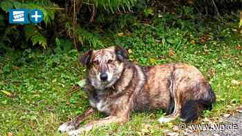 Marsberg: Hündin Brownie ist wieder zur LWL-Klinik geflohen - WP News