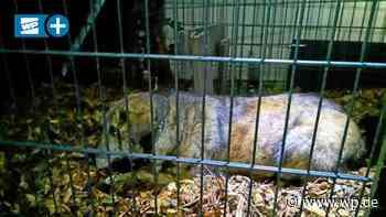 Marsberg: Ausgebüxte Hündin Brownie am LWL-Gelände gerettet - WP News